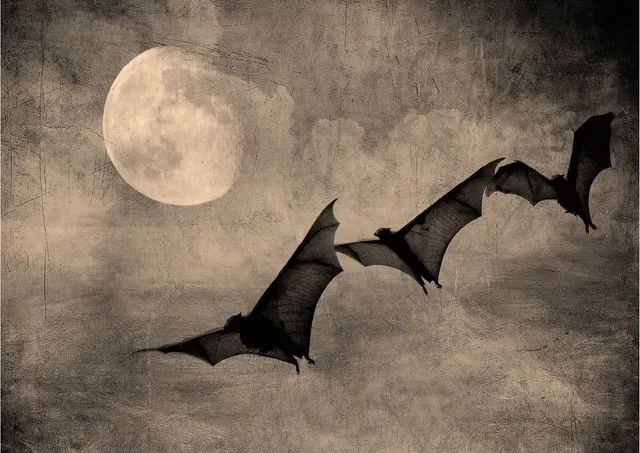 Dixie Belle Nocturnal Flight A3 hârtie decoupage 1 coală
