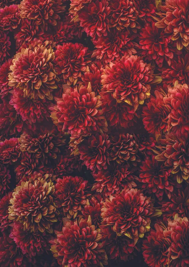 Dixie Belle Belles and Whistles Moody Mums A1 hârtie decoupage 1 coală botanică