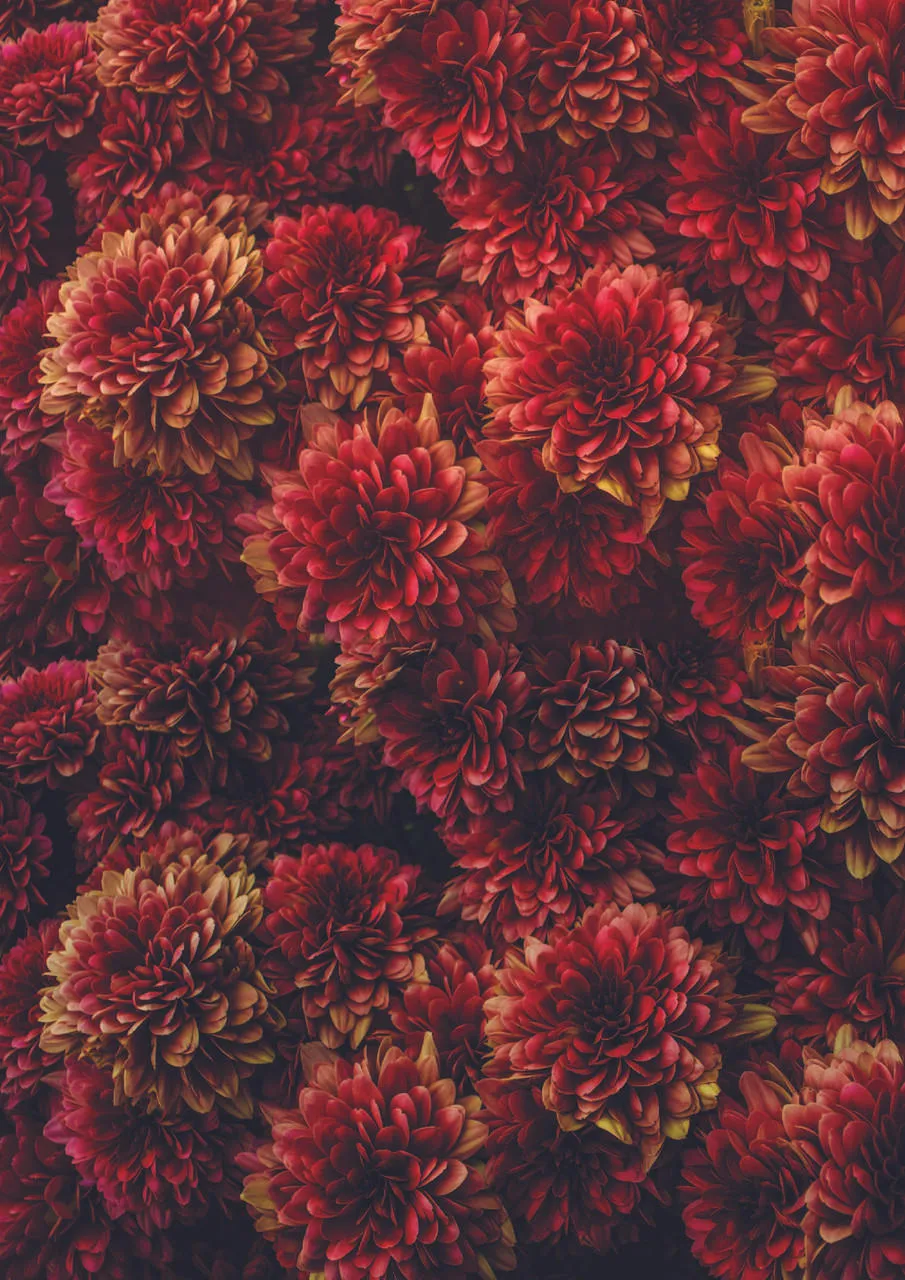 Dixie Belle Belles and Whistles Moody Mums A1 hârtie decoupage 1 coală botanică
